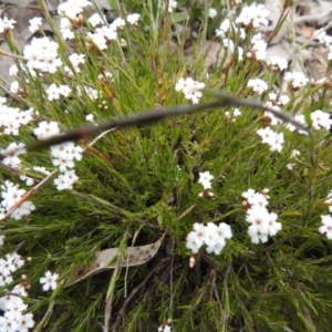 Leucopogon virgatus at Carwoola, NSW - suppressed