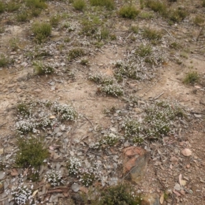 Leucopogon virgatus at Carwoola, NSW - suppressed