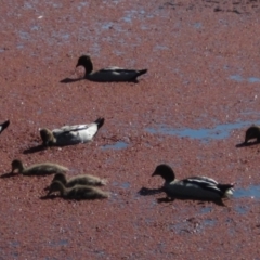 Chenonetta jubata (Australian Wood Duck) at Bruce Ponds - 23 Sep 2021 by pinnaCLE