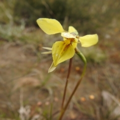 Diuris chryseopsis (Golden Moth) at Carwoola, NSW - 23 Sep 2021 by Liam.m