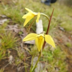 Diuris chryseopsis at Carwoola, NSW - suppressed