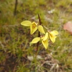 Diuris chryseopsis at Carwoola, NSW - suppressed