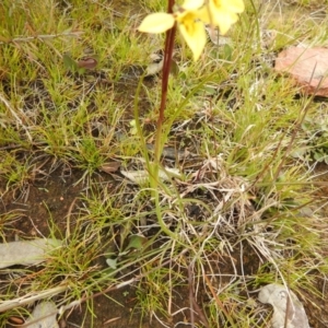 Diuris chryseopsis at Carwoola, NSW - 23 Sep 2021