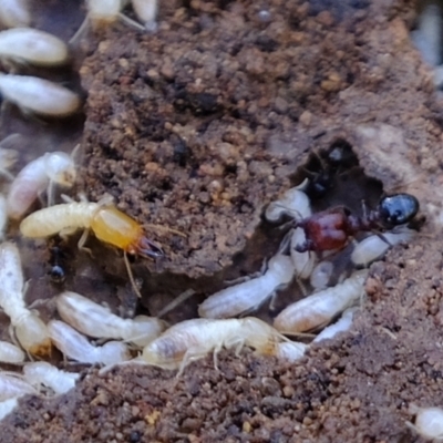 Coptotermes sp. (genus) (Termite) at Block 402 - 23 Sep 2021 by Kurt