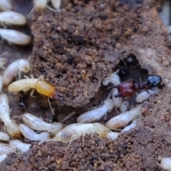 Unidentified Termite (superfamily Termitoidea) (TBC) at Denman Prospect, ACT - 23 Sep 2021 by Kurt