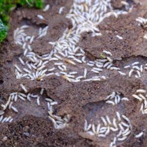 Coptotermes sp. (genus) at Denman Prospect, ACT - 23 Sep 2021