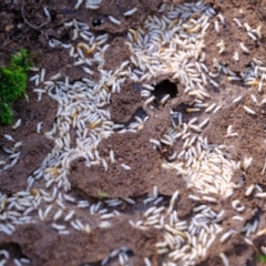 Coptotermes sp. (genus) at Denman Prospect, ACT - suppressed