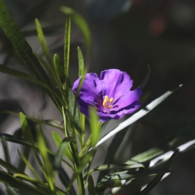 Solanum linearifolium (Kangaroo Apple) at Bruce Ridge - 23 Sep 2021 by AlisonMilton