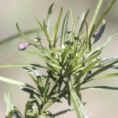 Solanum linearifolium at Bruce, ACT - 23 Sep 2021 01:28 PM