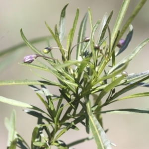 Solanum linearifolium at Bruce, ACT - 23 Sep 2021 01:28 PM