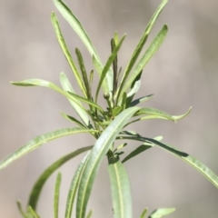 Solanum linearifolium at Bruce, ACT - 23 Sep 2021 01:28 PM