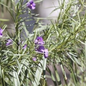 Solanum linearifolium at Bruce, ACT - 23 Sep 2021