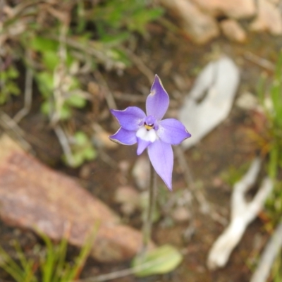 Glossodia major (Wax Lip Orchid) at Carwoola, NSW - 23 Sep 2021 by Liam.m