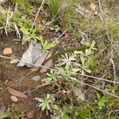 Thelymitra sp. (A Sun Orchid) at Carwoola, NSW - 23 Sep 2021 by Liam.m