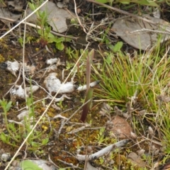 Thelymitra (Genus) (Sun Orchid) at Carwoola, NSW - 23 Sep 2021 by Liam.m