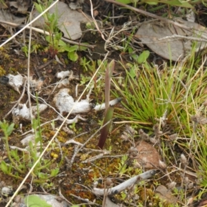 Thelymitra sp. at Carwoola, NSW - suppressed