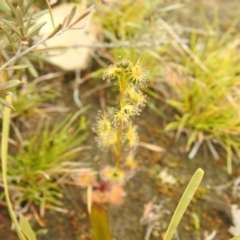 Drosera (genus) (A Sundew) at Carwoola, NSW - 23 Sep 2021 by Liam.m