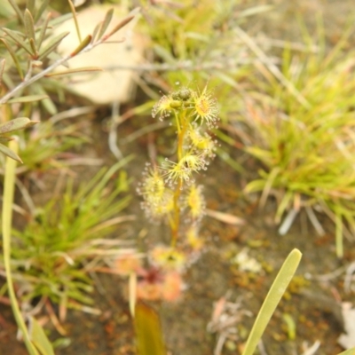 Drosera (genus) (A Sundew) at Carwoola, NSW - 23 Sep 2021 by Liam.m
