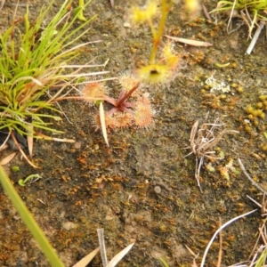 Drosera sp. at Carwoola, NSW - suppressed