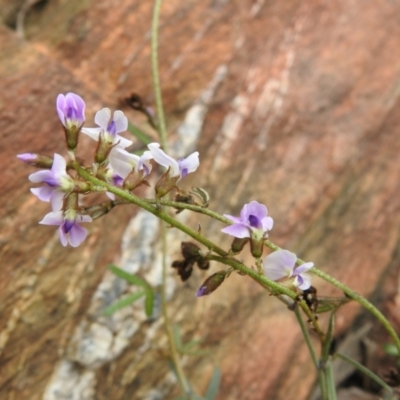 Glycine clandestina (Twining Glycine) at Carwoola, NSW - 23 Sep 2021 by Liam.m