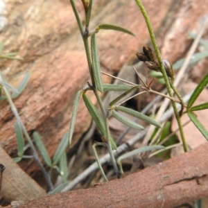 Glycine clandestina at Carwoola, NSW - 23 Sep 2021