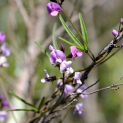 Glycine clandestina (Twining Glycine) at Block 402 - 23 Sep 2021 by Kurt