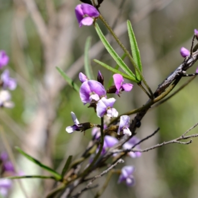 Glycine clandestina (Twining Glycine) at Denman Prospect, ACT - 23 Sep 2021 by Kurt