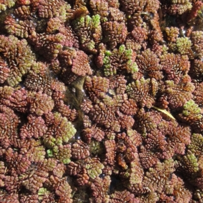 Azolla pinnata (Ferny Azolla) at Bruce Ponds - 23 Sep 2021 by pinnaCLE