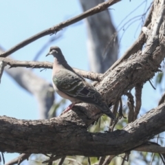 Phaps chalcoptera (Common Bronzewing) at Bruce Ridge - 23 Sep 2021 by AlisonMilton