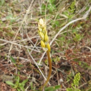 Bulbine sp. at Carwoola, NSW - 23 Sep 2021