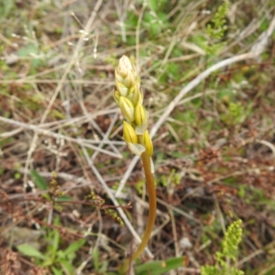 Bulbine sp. at Carwoola, NSW - 23 Sep 2021 by Liam.m