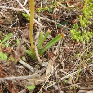 Bulbine sp. at Carwoola, NSW - 23 Sep 2021