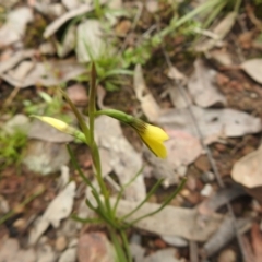 Diuris chryseopsis (Golden Moth) at Carwoola, NSW - 23 Sep 2021 by Liam.m