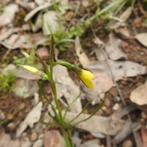 Diuris chryseopsis at Carwoola, NSW - suppressed