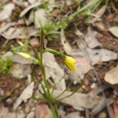 Diuris chryseopsis (Golden Moth) at Carwoola, NSW - 23 Sep 2021 by Liam.m