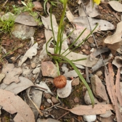 Thelymitra sp. (A Sun Orchid) at Carwoola, NSW - 23 Sep 2021 by Liam.m