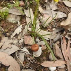 Thelymitra (Genus) (Sun Orchid) at Carwoola, NSW - 23 Sep 2021 by Liam.m