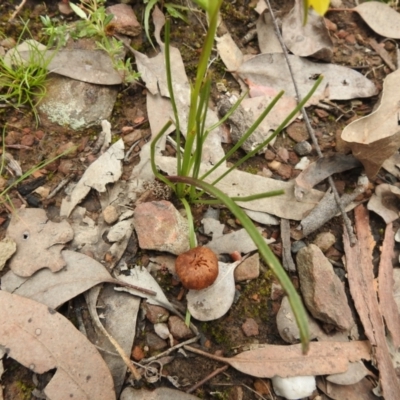 Thelymitra sp. (A Sun Orchid) at Carwoola, NSW - 23 Sep 2021 by Liam.m