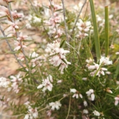 Lissanthe strigosa subsp. subulata (Peach Heath) at Carwoola, NSW - 23 Sep 2021 by Liam.m