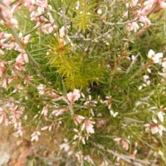 Lissanthe strigosa subsp. subulata at Carwoola, NSW - 23 Sep 2021