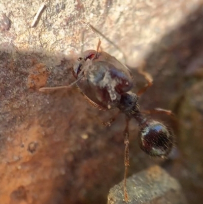 Pheidole sp. (genus) (Seed-harvesting ant) at Murrumbateman, NSW - 23 Sep 2021 by SimoneC