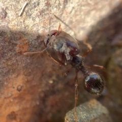 Pheidole sp. (genus) (Seed-harvesting ant) at Murrumbateman, NSW - 23 Sep 2021 by SimoneC