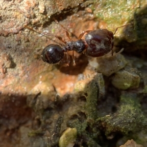 Pheidole sp. (genus) at Murrumbateman, NSW - 23 Sep 2021