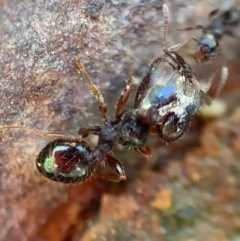 Pheidole sp. (genus) at Murrumbateman, NSW - 23 Sep 2021