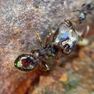 Pheidole sp. (genus) at Murrumbateman, NSW - 23 Sep 2021 12:34 PM