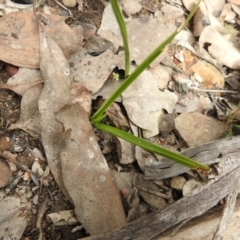 Diuris sp. (A Donkey Orchid) at Carwoola, NSW - 23 Sep 2021 by Liam.m