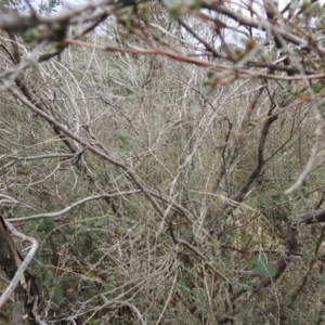 Leptospermum myrtifolium at Carwoola, NSW - 23 Sep 2021