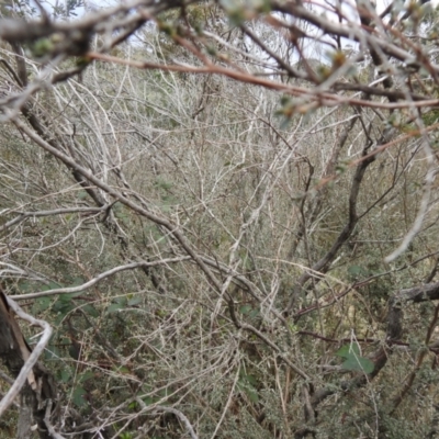 Leptospermum myrtifolium (Myrtle Teatree) at Carwoola, NSW - 23 Sep 2021 by Liam.m