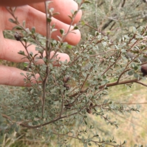 Leptospermum myrtifolium at Carwoola, NSW - 23 Sep 2021