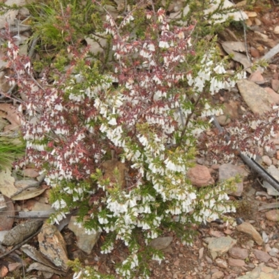 Leucopogon fletcheri subsp. brevisepalus (Twin Flower Beard-Heath) at Carwoola, NSW - 23 Sep 2021 by Liam.m